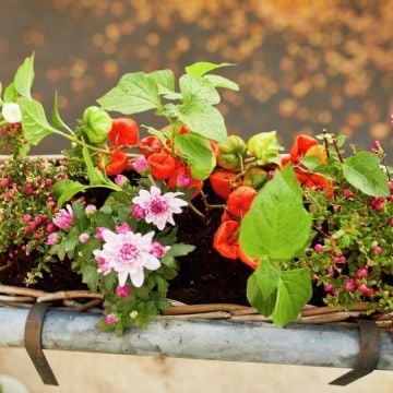 Plantas para cultivar en primavera: tu jardín estallará en flores de forma rápida