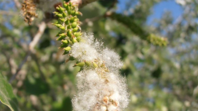 Las 4 plantas que será mejor que evites si padeces de alergias