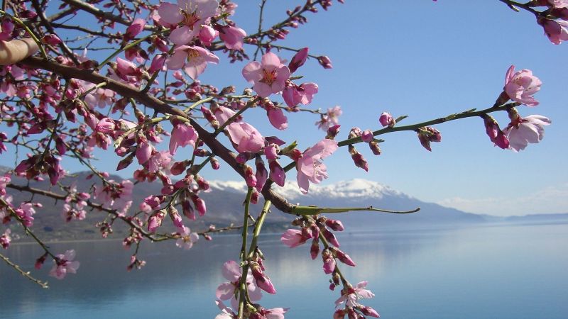 Los 5 lugares imperdibles en Madrid para disfrutar de los almendros en flor