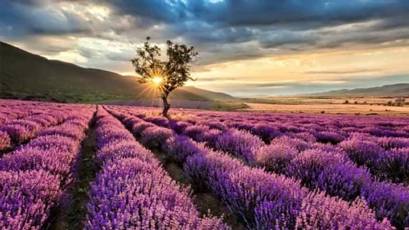 Los 5 lugares más bonitos de España para disfrutar de los mejores campos en flor