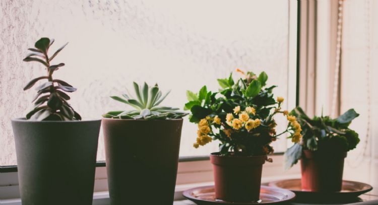 4 plantas de interior con flores que transformarán tu casa en un paraíso