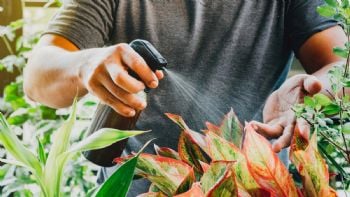 El viejo truco de jardinería que puede salvar tus plantas sin mucho esfuerzo