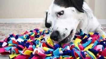 Antes de tirar tus viejas camisetas, mira todo lo que puedes hacer para sorprender a tus mascotas